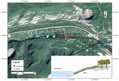 Assessment of hydrological connectivity characteristics of riparian zones and their correlation with root–soil composites at different bank heights of a first-class river in China